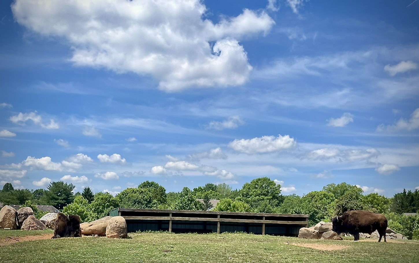 Two bison grazing in a grassy enclosure under a wide cloudy sky