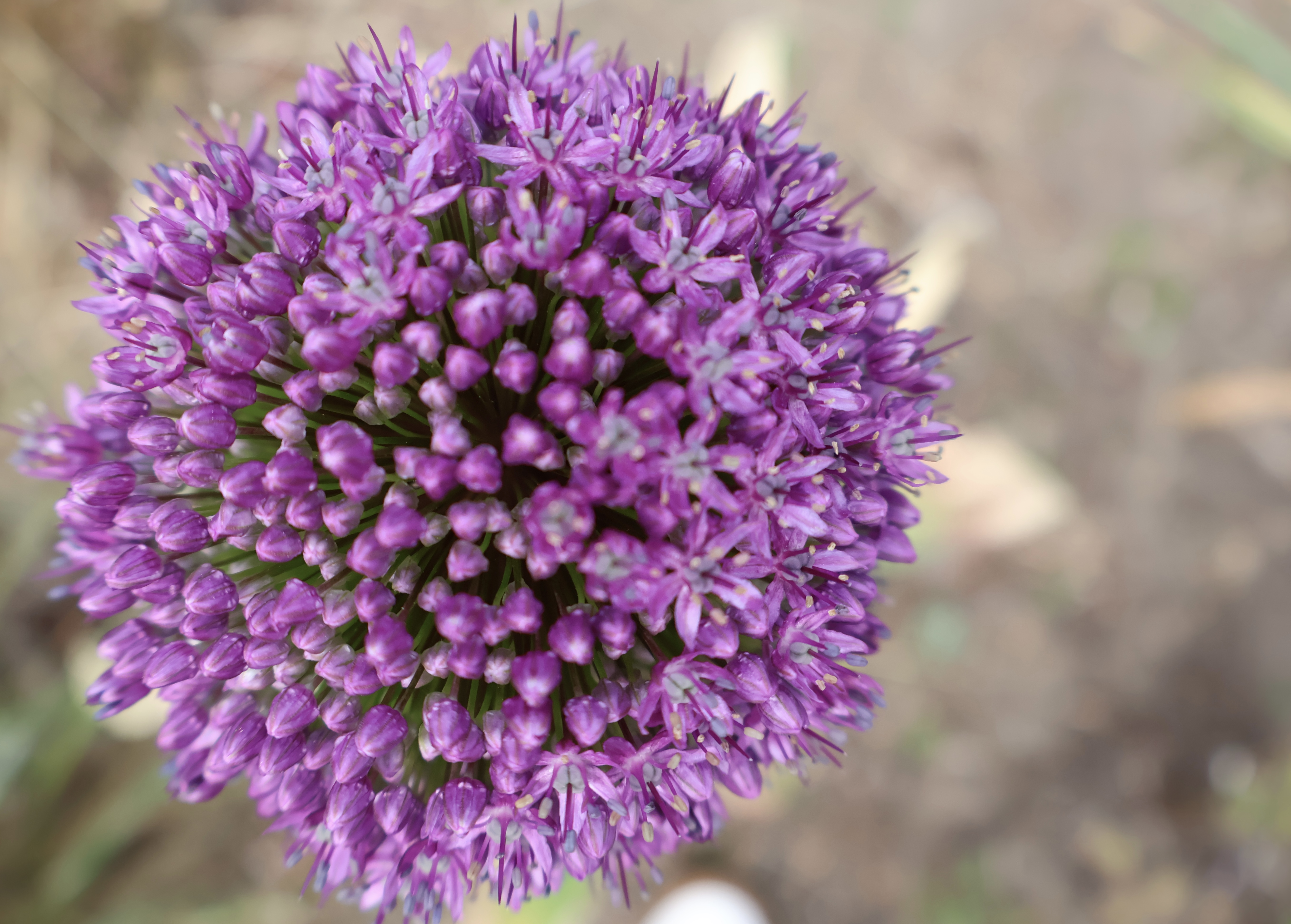 Purple allium flower, spherical bloom close-up