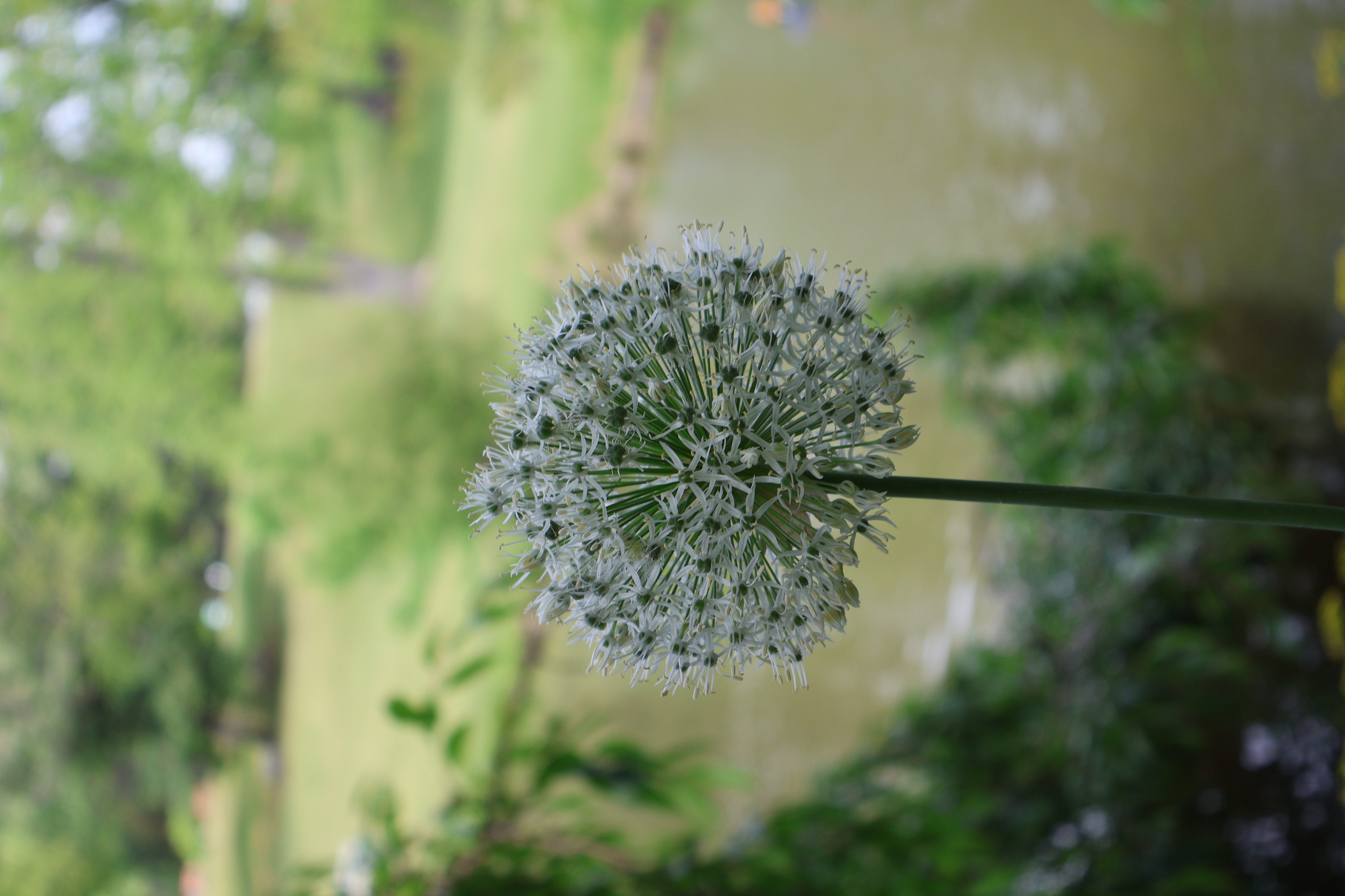 White allium flower, spherical bloom close-up