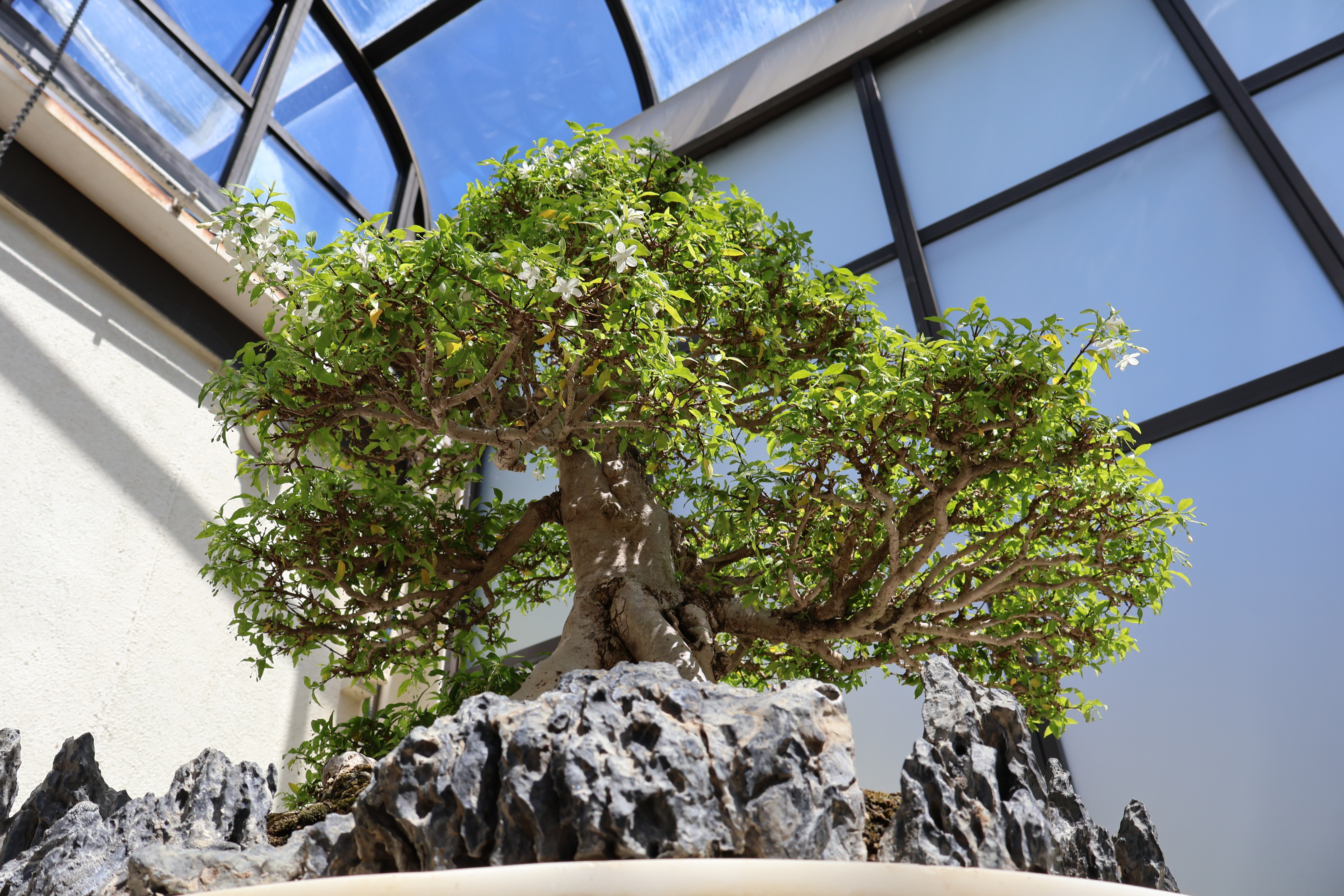 Bonsai tree