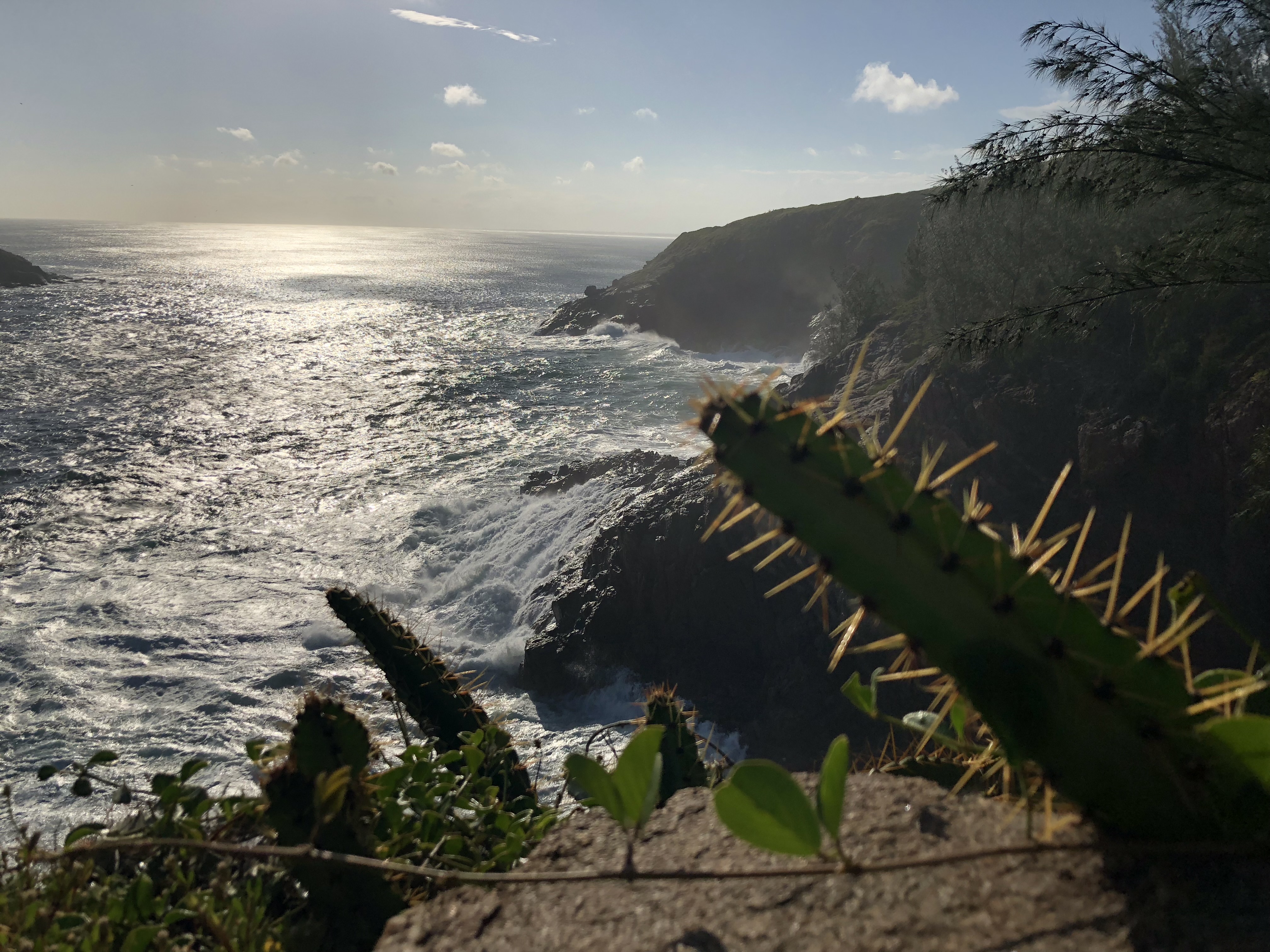 Cactus overlooking the coast