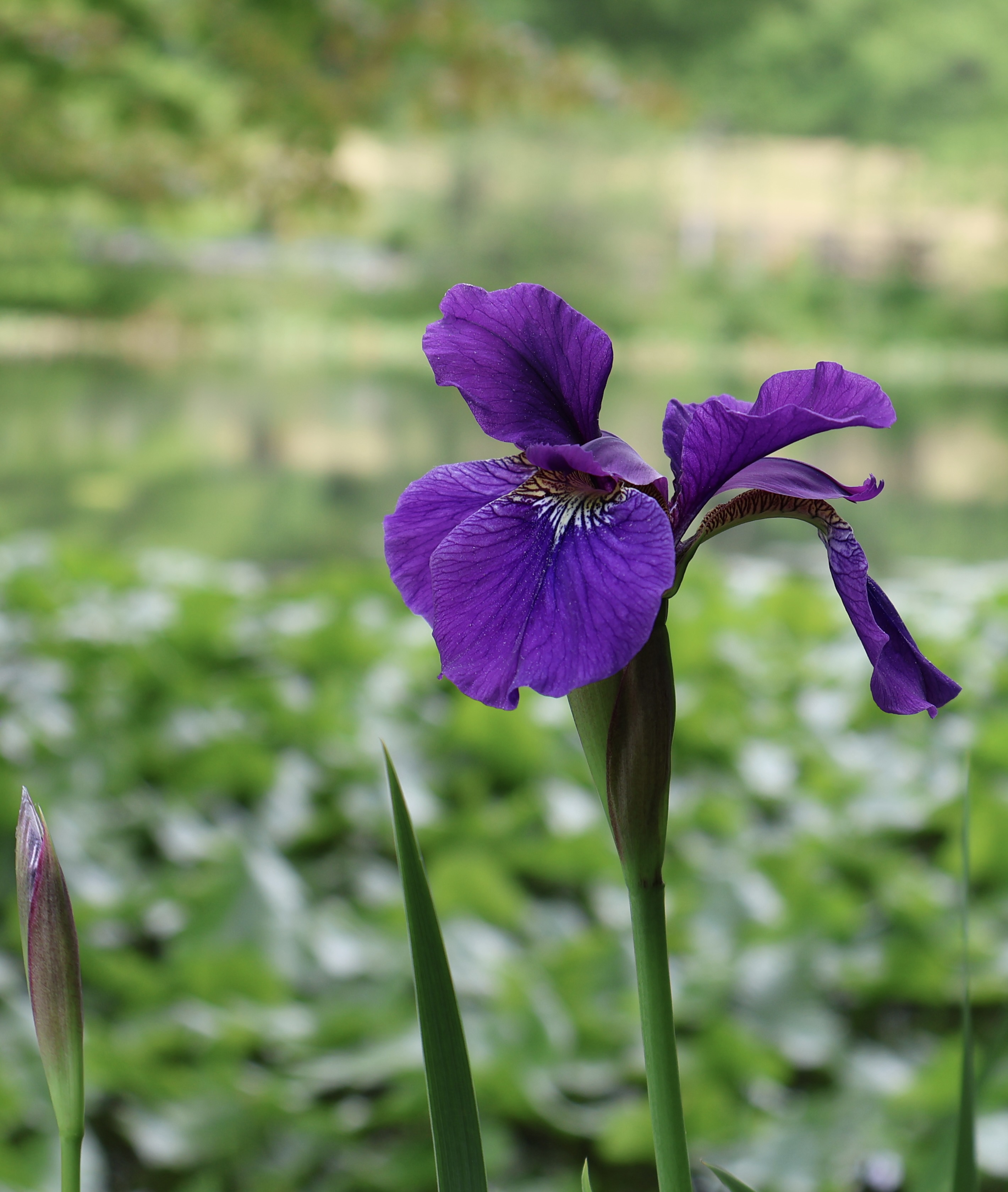 Purple iris flower blooming