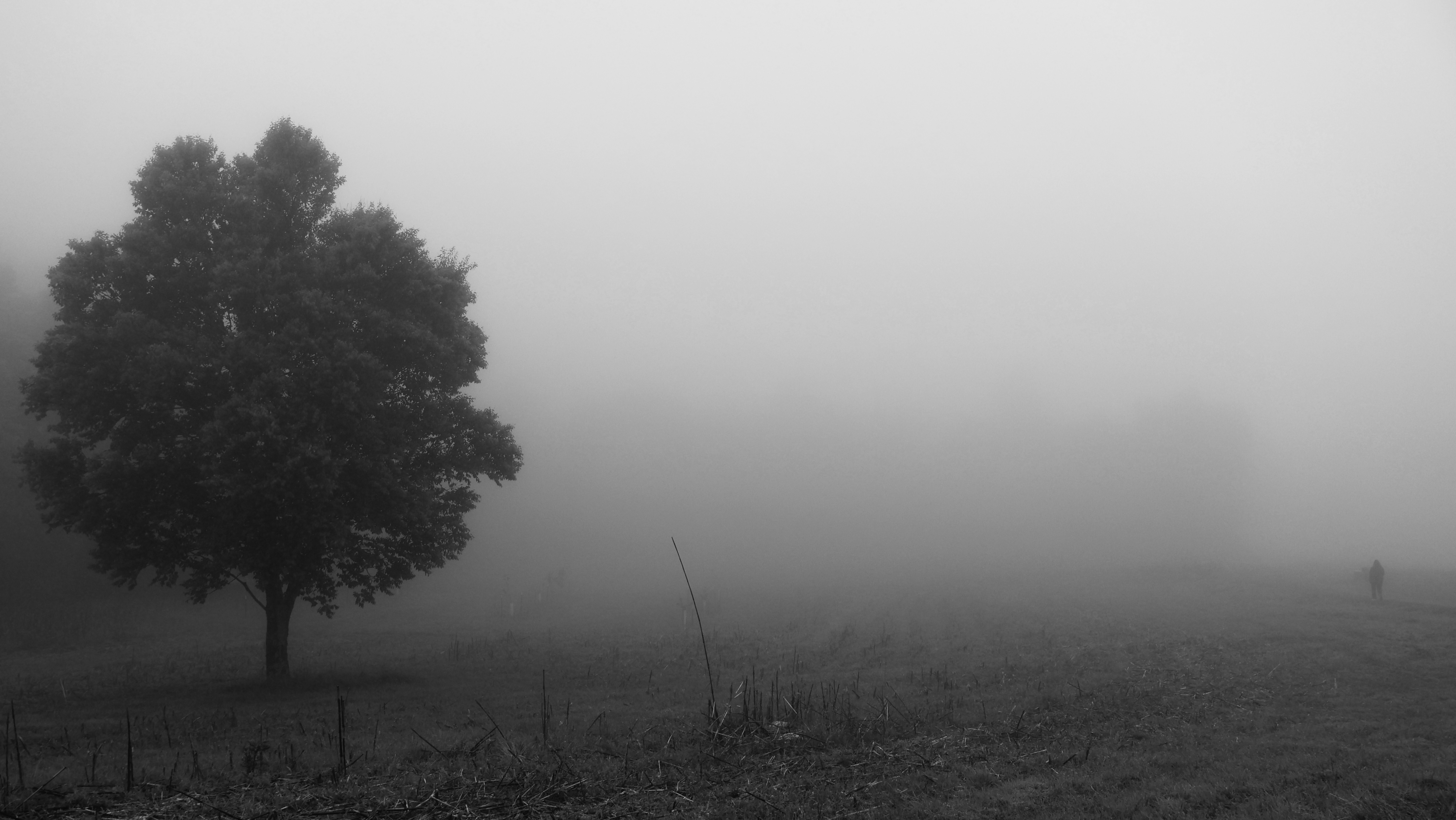 Solitary tree standing in dense fog, in black and white