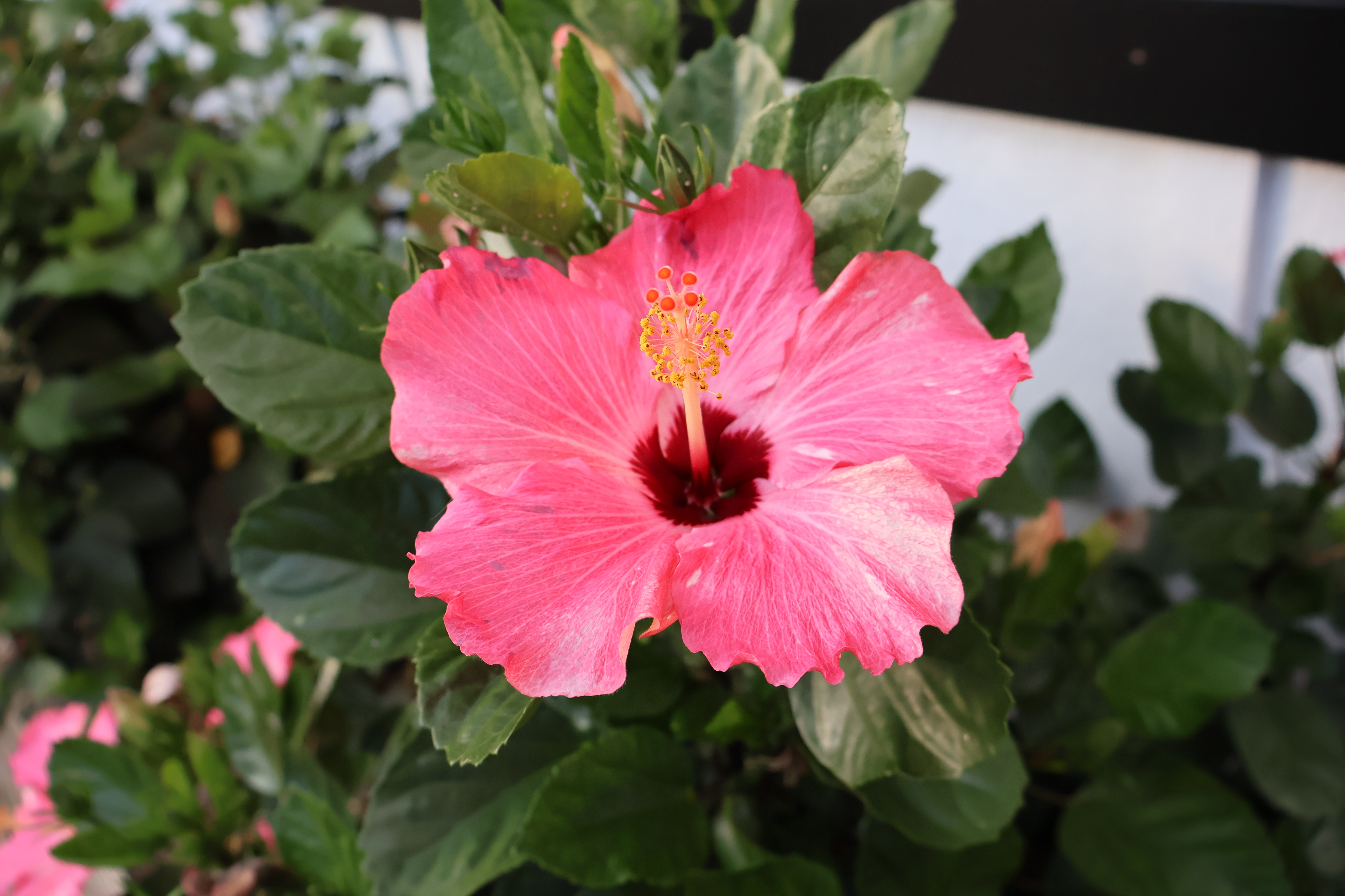 Vivid pink hibiscus flower with a dark red throat, stamen extending upward