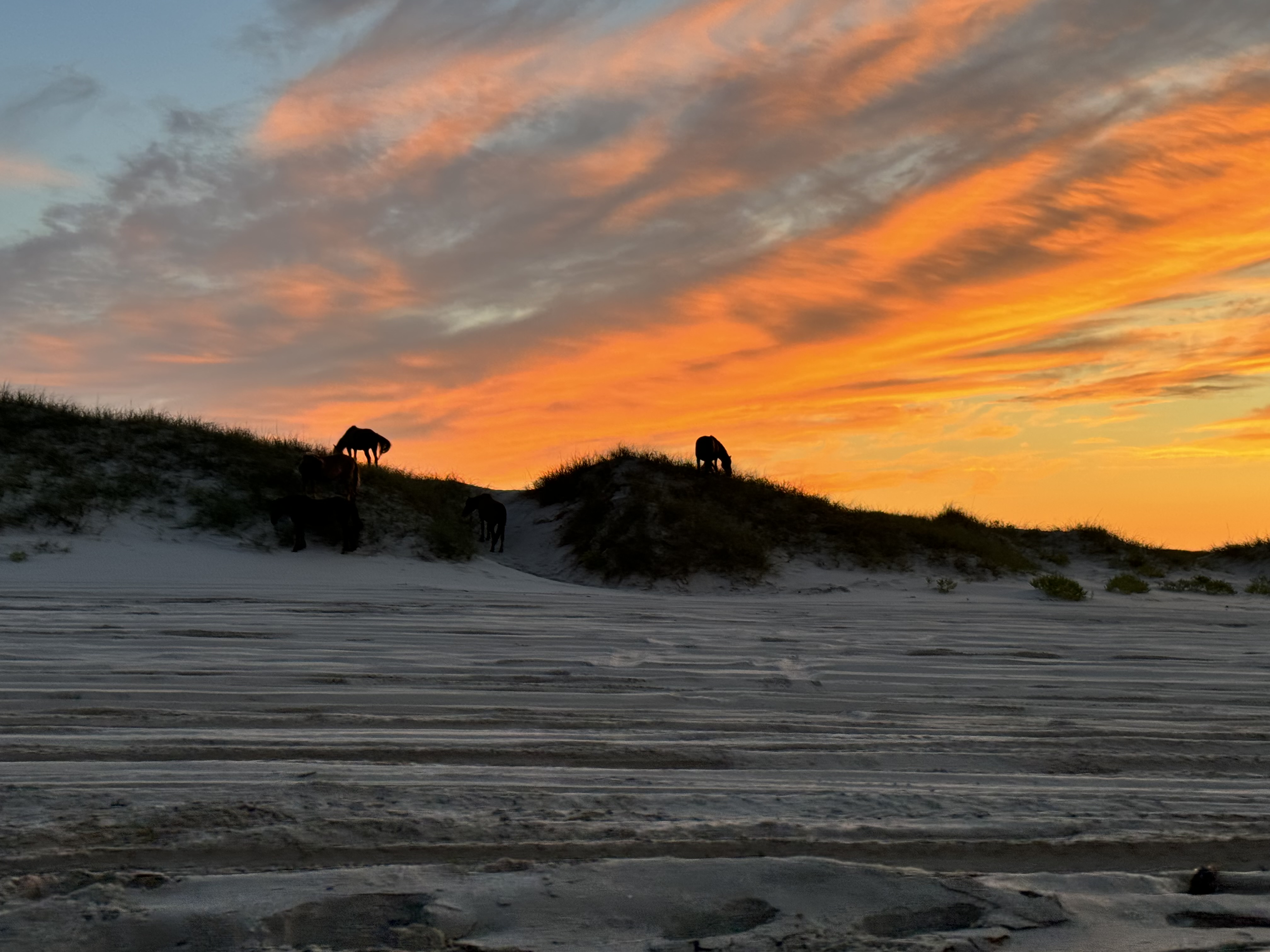 Horses at sunset