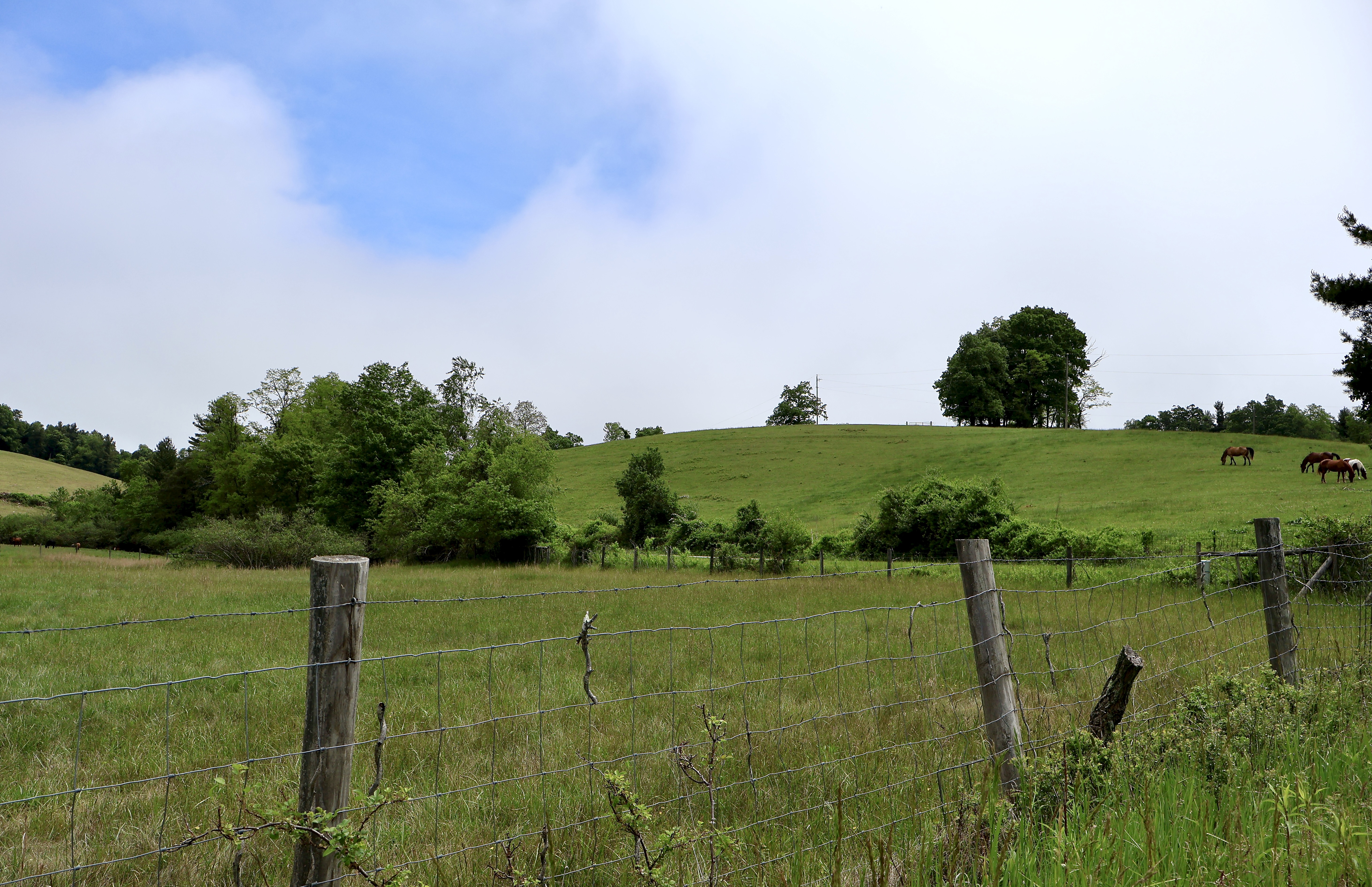 Horses grazing in a green pasture behind a wire fence