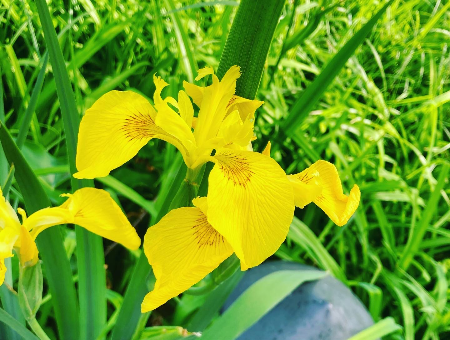 Yellow iris flower blooming against green grass