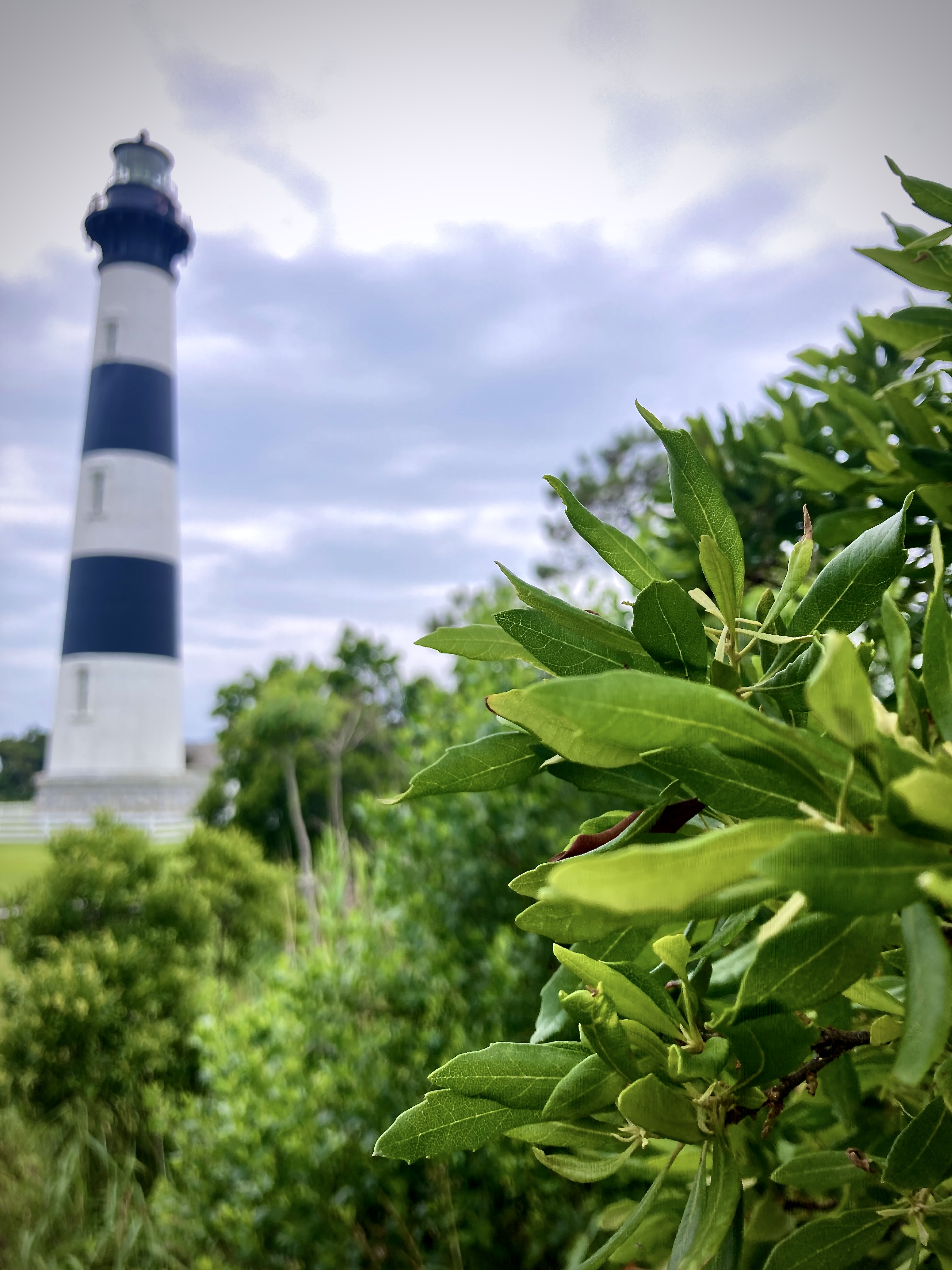 Bodie Island-style lighthouse in the distance, framed through sharp foreground leaves