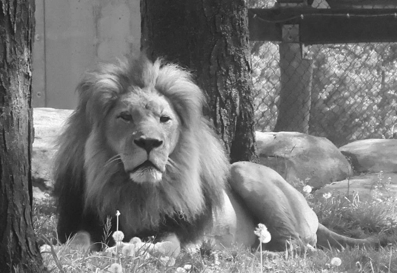 Black and white portrait of a male lion resting between two tree trunks, staring directly at the camera