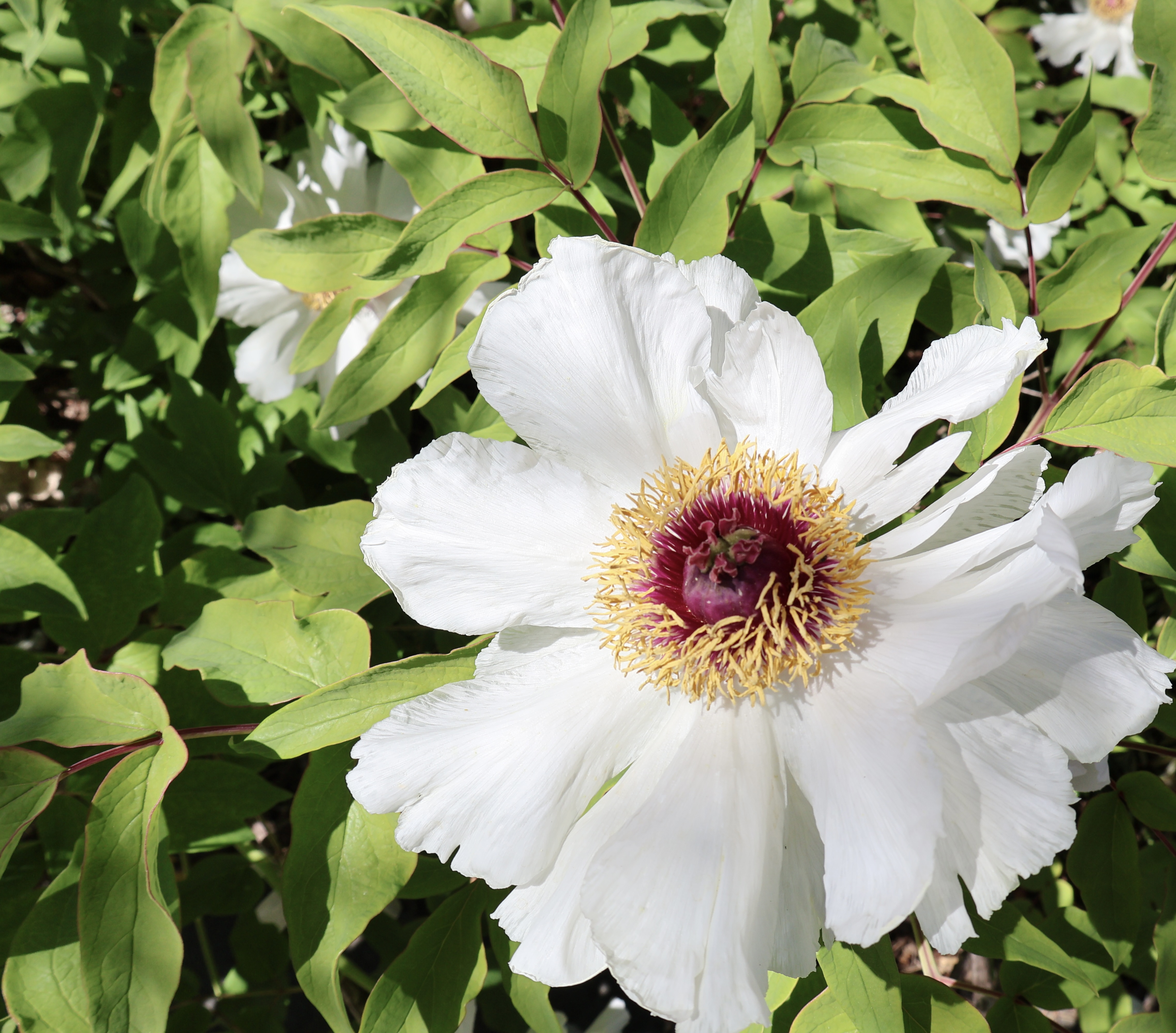 White tree peony in full bloom with a magenta and gold center
