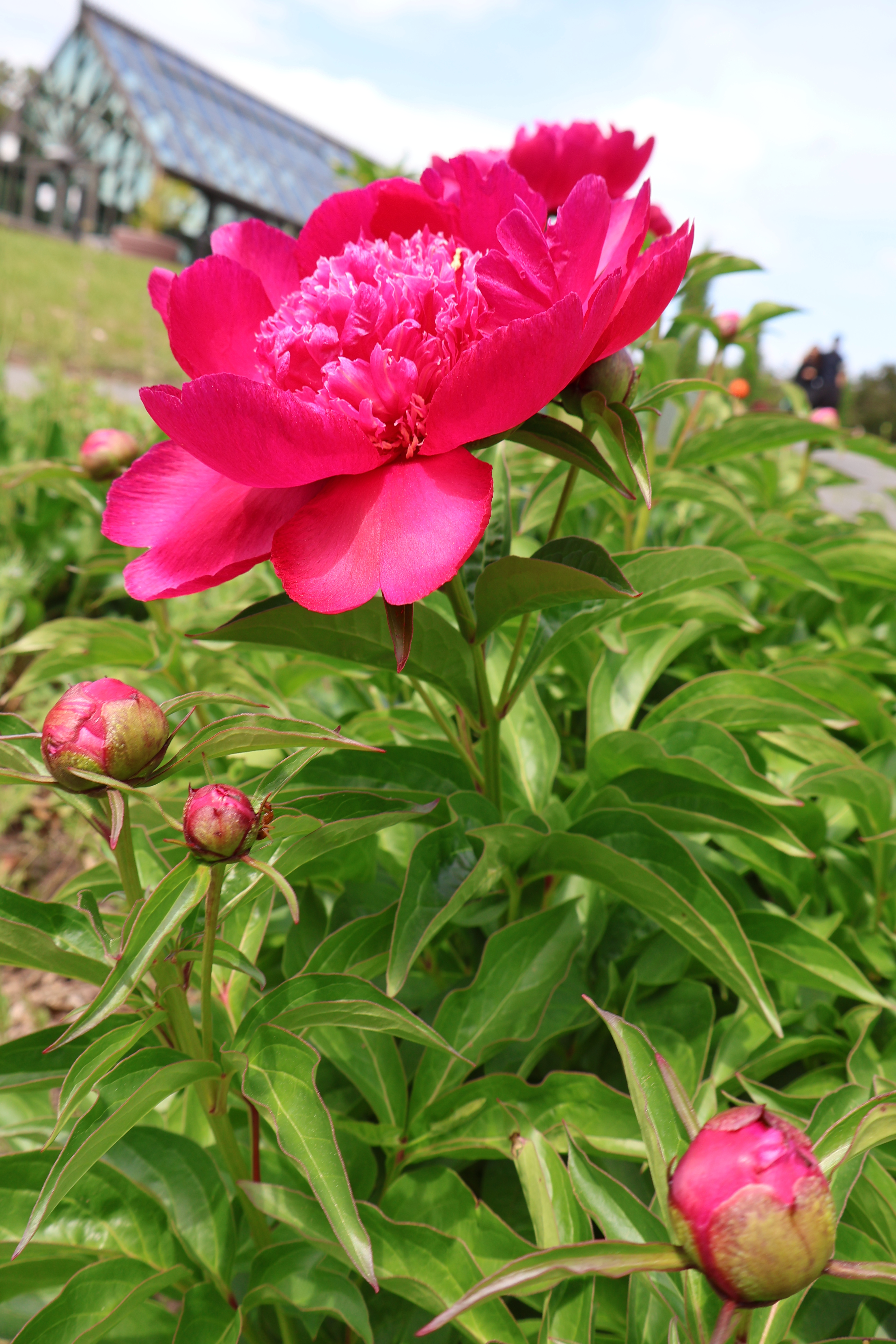 Vivid magenta peony in full bloom with a greenhouse in the background