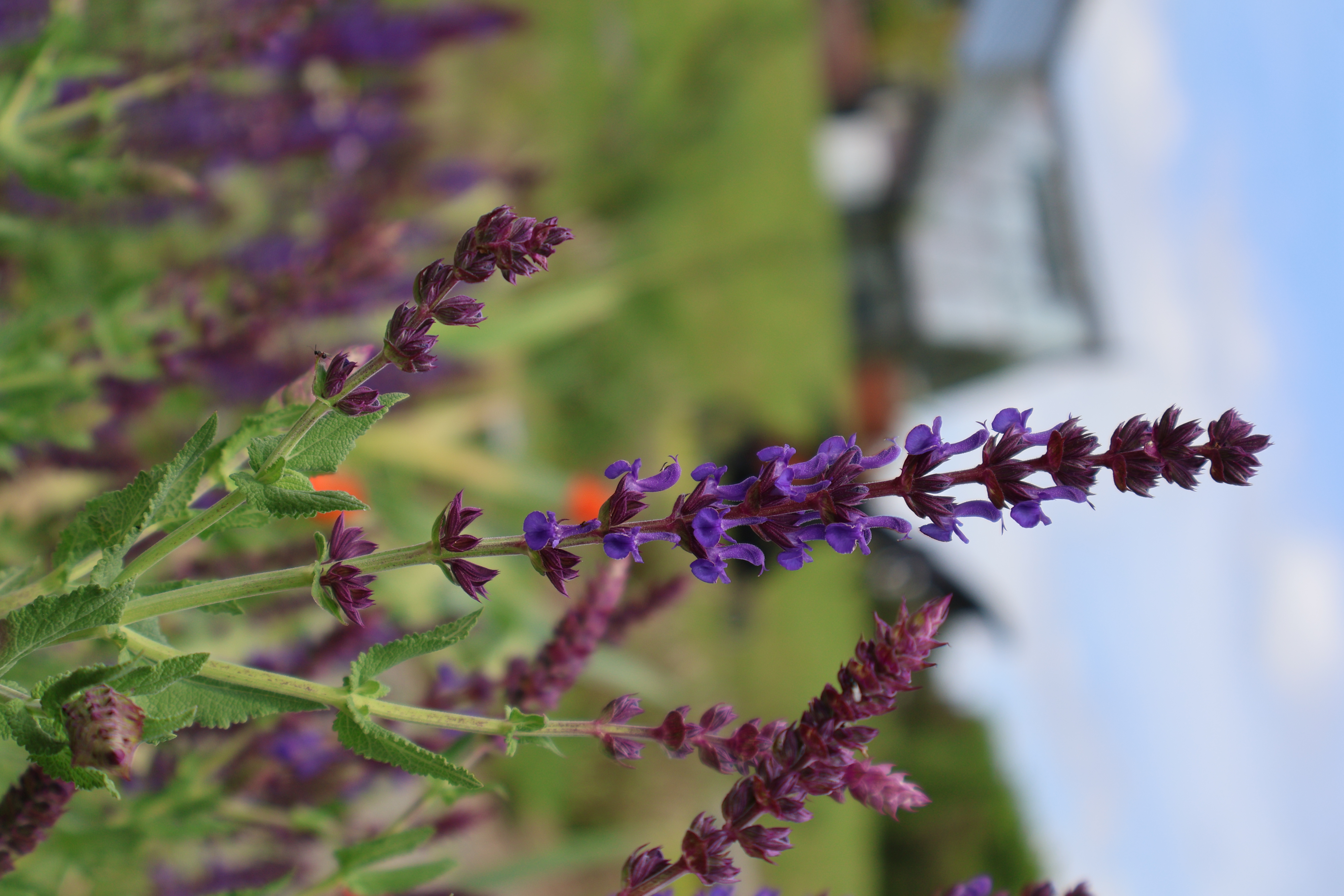 Purple salvia flower spikes with soft blurred background