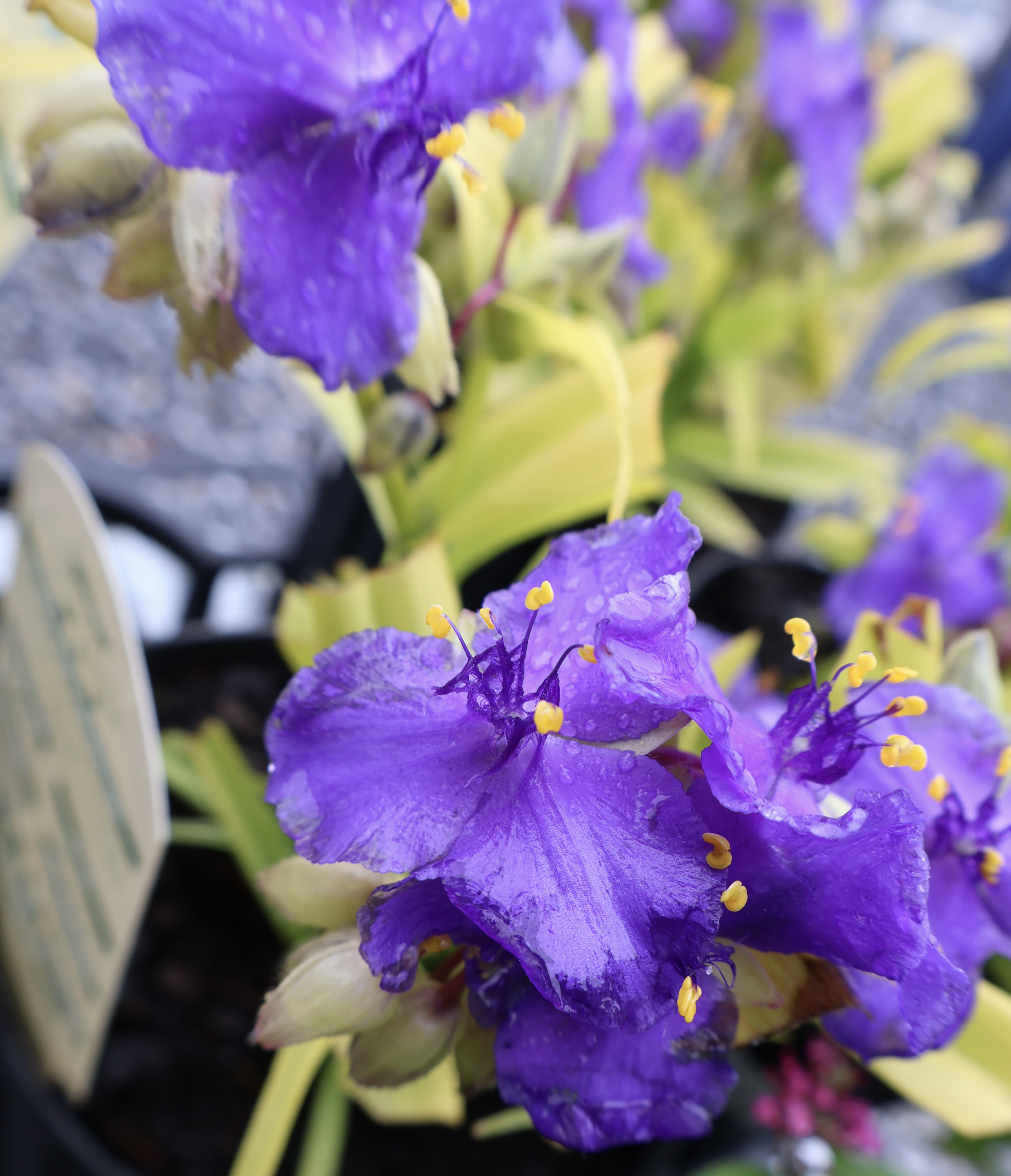 Purple tradescantia flower with yellow stamens and rain droplets