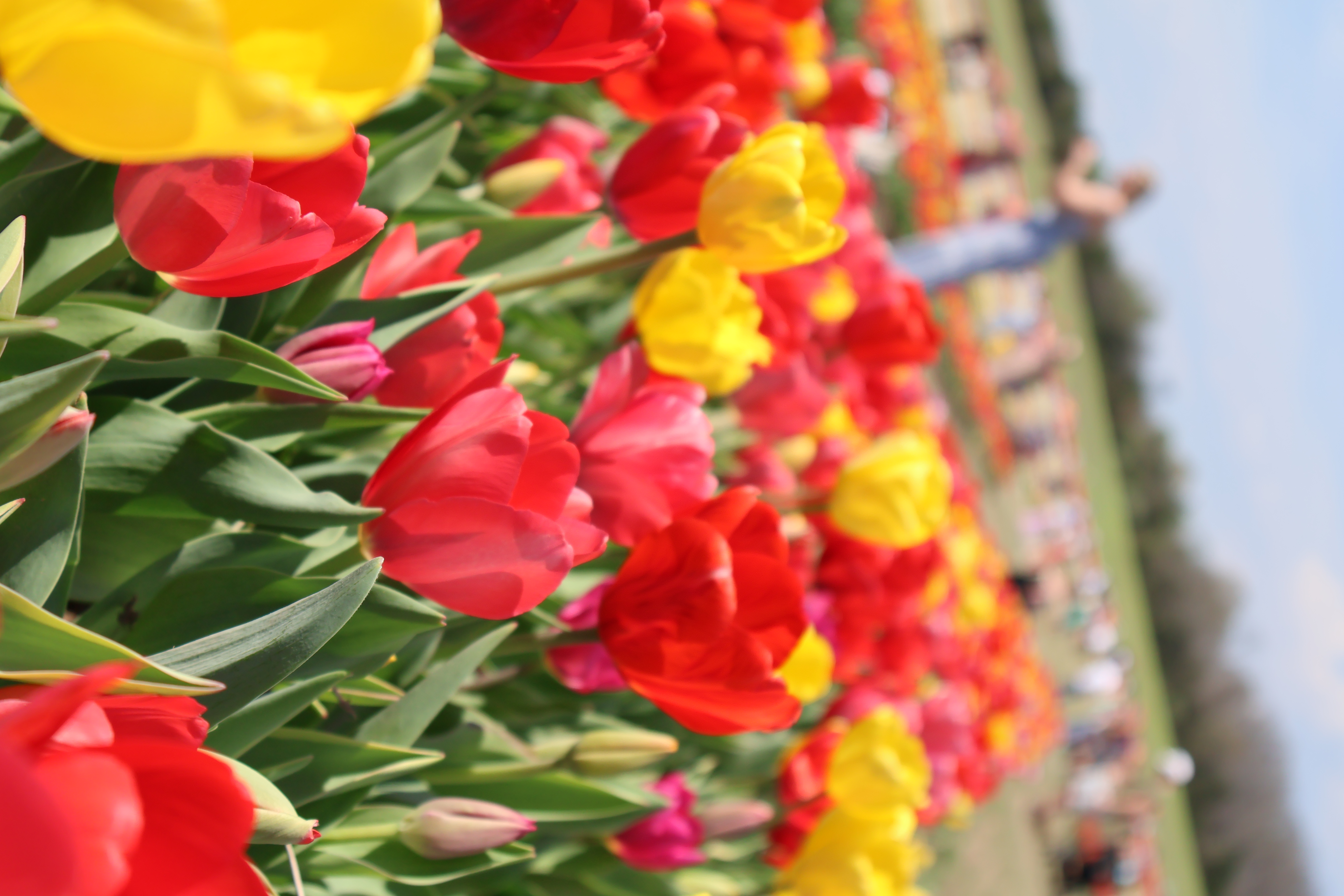 Close-up of a vibrant tulip